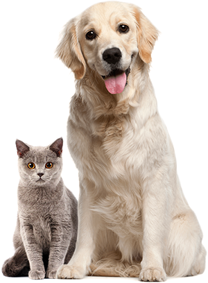 Dog and Cat