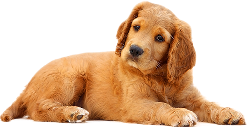donatioon dog