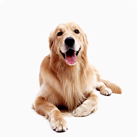 Dog Woody