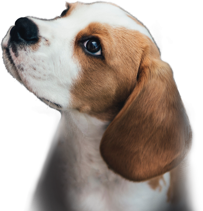 Dogs